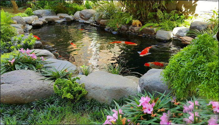 Thiết kế thi công hồ cá koi đẹp nhất hiện nay