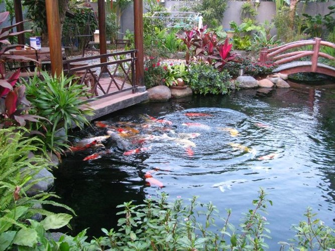 Thiết kế thi công hồ cá koi với mẫu thiết kế đẹp