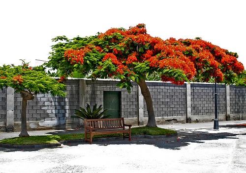 phuong-vi-trong-san-vuon