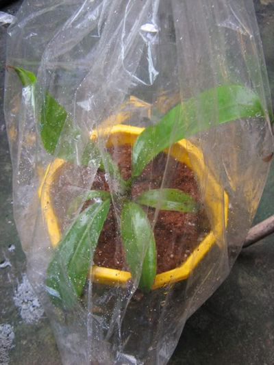 bien-phap-chong-ret-cho-cay