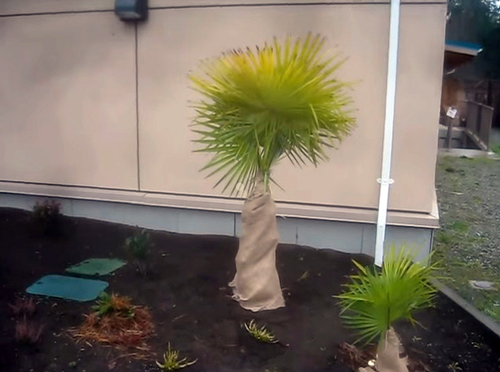 bien-phap-chong-ret-cho-cay