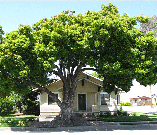 trong-cay-gi-truoc-nha