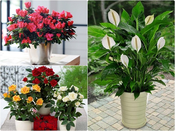 cham-soc-san-vuon-dep