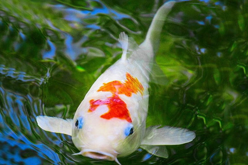 Bệnh tổn thương da cá Koi