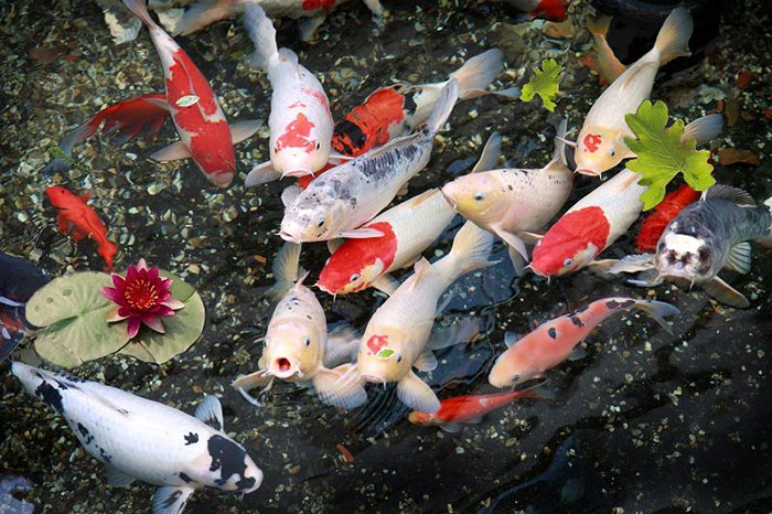 Gia chủ mệnh Hỏa