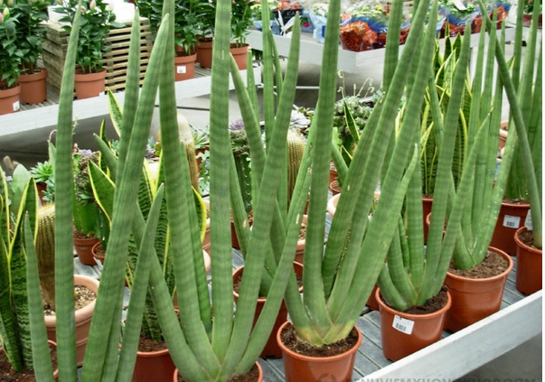 Cây trồng trong chậu trang trí sân vườn