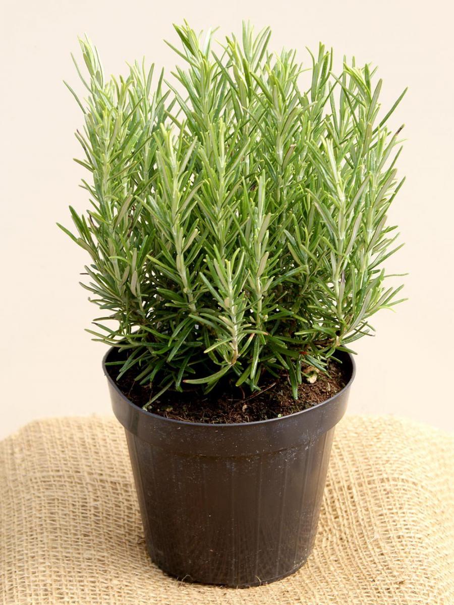 Cây trồng trong chậu trang trí sân vườn