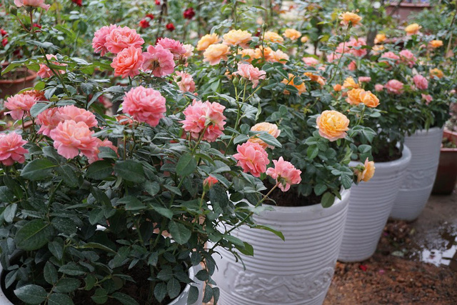 Cây trồng trong chậu trang trí sân vườn