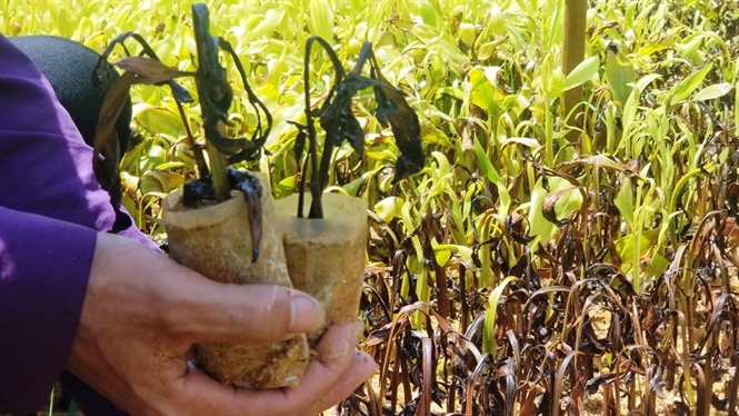 cây trồng héo úa vào mùa đông