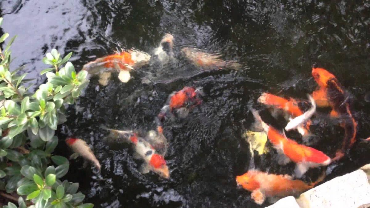 Hạt Kaldnes trong hồ cá koi