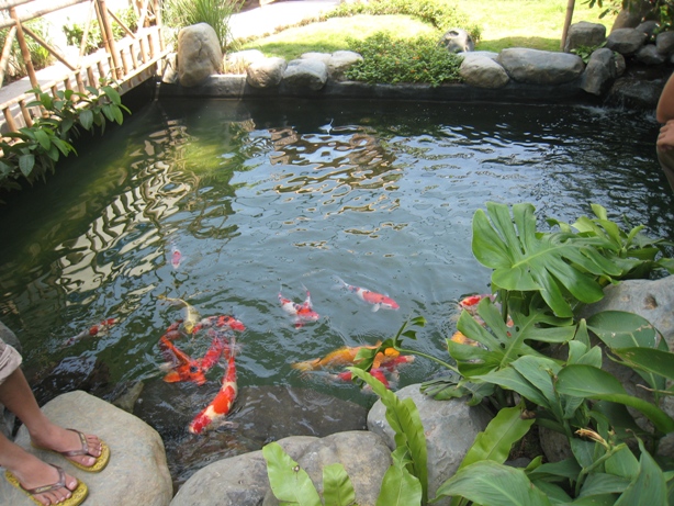 Hồ cá koi bị nhiễm rêu