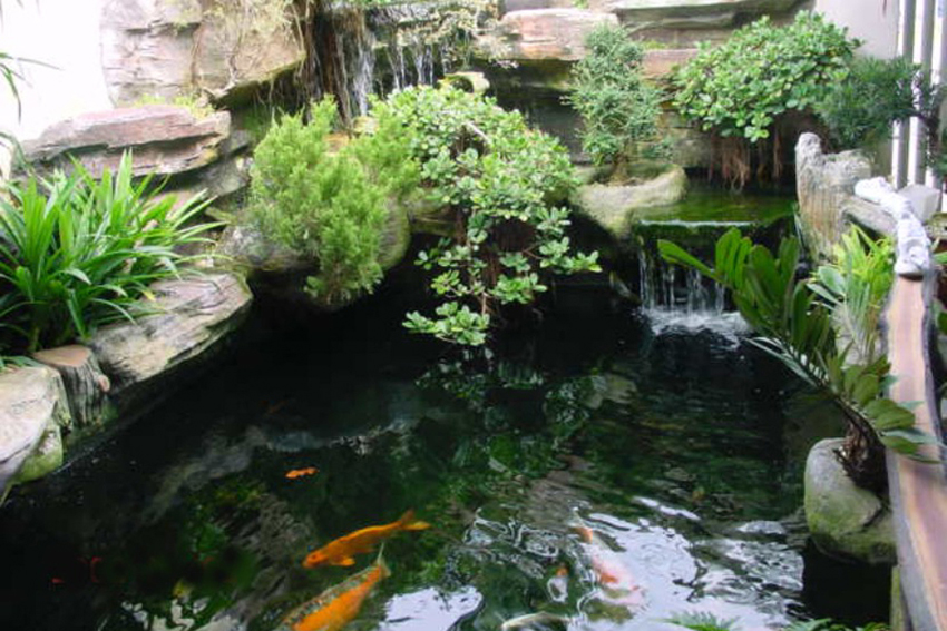 Hồ cá koi bị nhiễm rêu