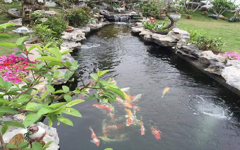 hồ cá koi nhật