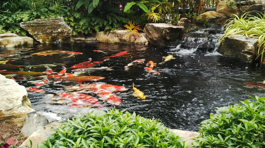 hồ cá koi bị mất điện