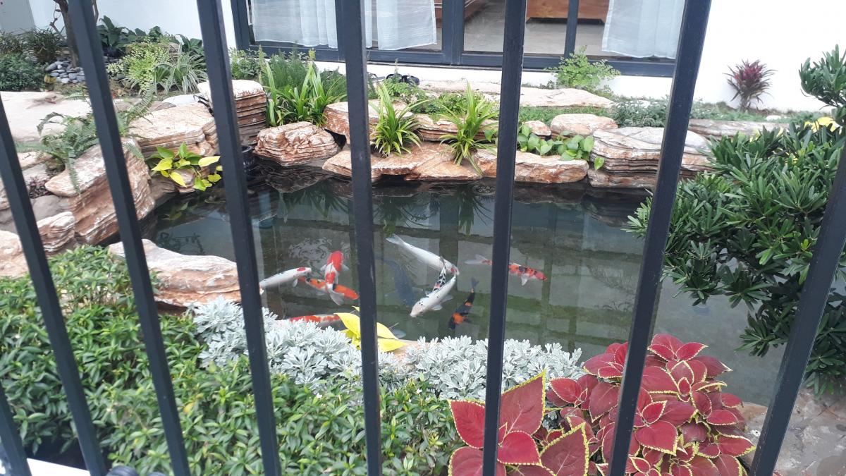 thi-cong-ho-ca-koi-dep-hai-phong-1