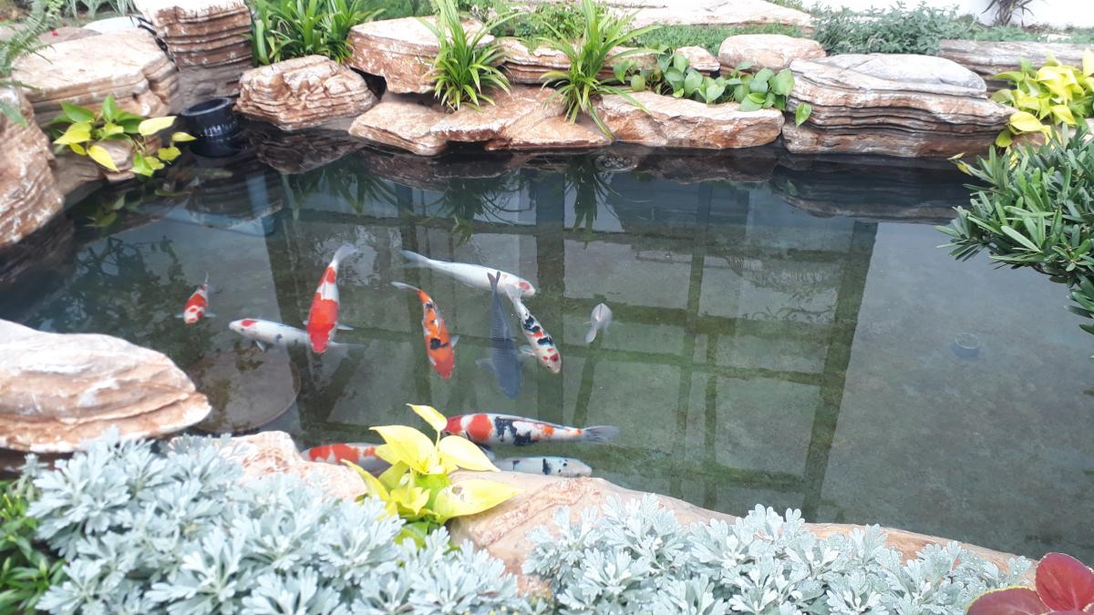 thi-cong-ho-ca-koi-dep-hai-phong-4