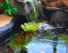 Thi công hồ cá Koi mini cho không gian nhỏ hẹp