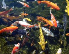 Vệ sinh hồ cá Koi vào mùa đông