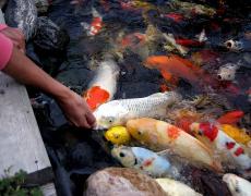 Cá Koi-Ông Vua của những loài cá thân thiện