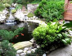 5 Lý do bạn nên sở hữu một hồ Koi cho ngôi nhà