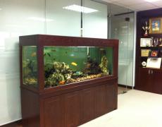 Khám phá các vị trí đặt bể cá hợp phong thủy