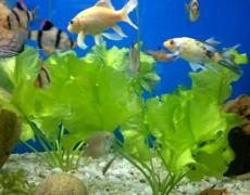 5 loại thiết bị không thể thiếu cho bể cá cảnh