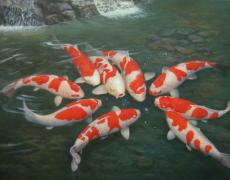 Cách chọn cá Koi đẹp