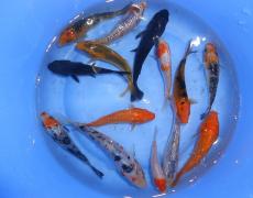 Hướng dẫn kỹ thuật nuôi cá Koi