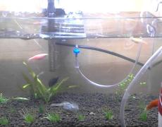 Tuyệt chiêu tự chế bình CO2 cho bể cá thủy sinh