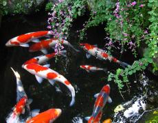 Dịch vụ vệ sinh hồ cá Koi ở Cảnh quan Hoàng Gia