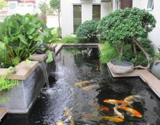 Dịch vụ chăm sóc hồ cá Koi