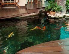 Sơ lược về thiết kế hồ cá ngoài trời