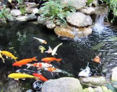 Kỹ thuật thiết kế hồ cá Koi nhất định bạn phải biết