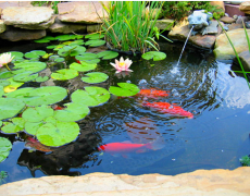 Chăm sóc hồ cá Koi như thế nào?