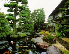 Bí quyết thi công hồ cá Koi rẻ và đẹp nhất