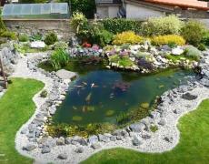 Thiết kế và thi công hồ cá Koi trong sân vườn