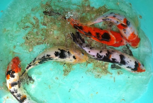 cá chép Koi sinh sản