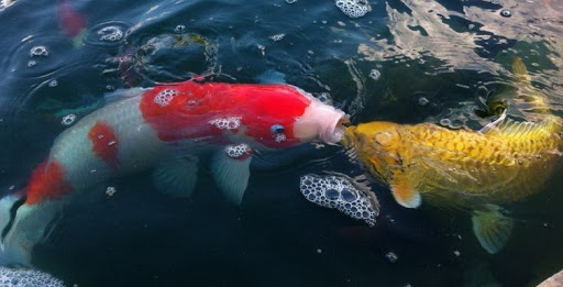 Tập tính sinh sản của cá Koi Nhật