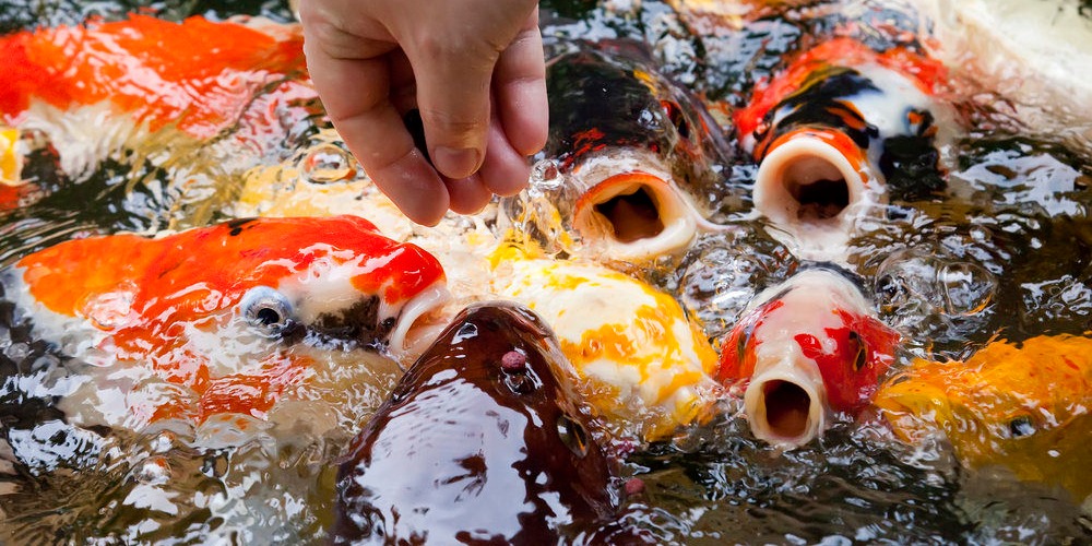 tự làm thức ăn cho cá koi