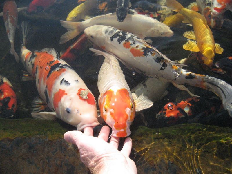 tự làm thức ăn cho cá koi